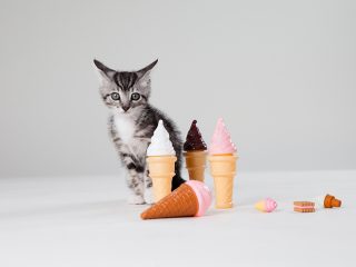 Dürfen Katzen Eiscreme essen?
